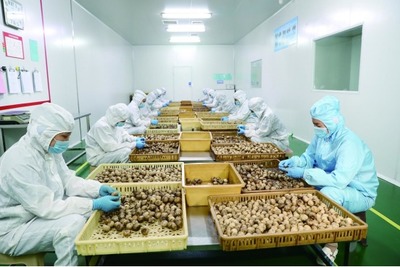 打造传统农业产业转型升级的标杆和示范 江苏徐州:一头蒜种出400亿元大产业